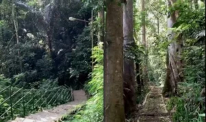 Taman Hutan Raya merupakan salah satu lokasi taman di Bandung yang dikenal angker. (Instagram @tahuraofficial)