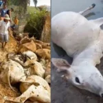 Belasan sapi mati mendadak di Asahan diduga karena sengaja diracun. (instagram)