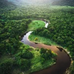 Hutan Hujan Amazon Dilanda Kekekringan, Brazil Umumkan Keadaan Darurat