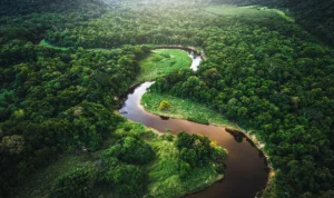 Hutan Hujan Amazon Dilanda Kekekringan, Brazil Umumkan Keadaan Darurat
