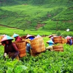Perkebunan teh Gedeh menjadi Salah satu wisata favorit di Cianjur. (reresepan)