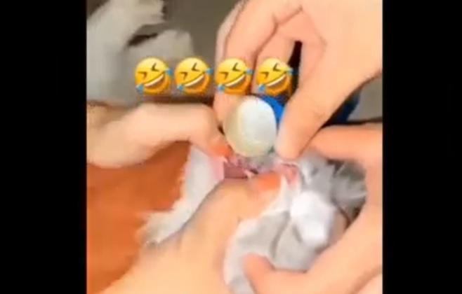 Tangkapan layar Video viral kucing dicekoki miras.