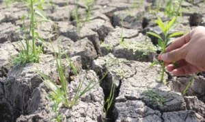 Ilustrasi: Lahan pertanian terancam lumpuh alias potensi gagal panen besar bisa terjadi, akibat dampak musim kemarau 2023 disertai badai El Nino. (Pandu Muslim/Jabar Ekspres)