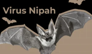 Ancaman Wabah Virus Nipah