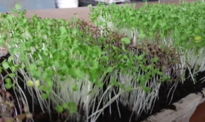 Cegah Stunting dengan Cara Urban Farming Microgreens Bisa Dicoba di Rumah!