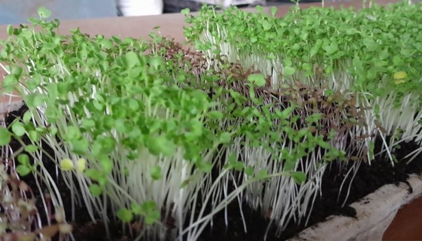 Cegah Stunting dengan Cara Urban Farming Microgreens Bisa Dicoba di Rumah!