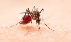 Tips Pencegahan DBD dengan 6 Bahan Alami yang Efektif Mengusir Nyamuk