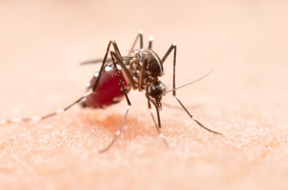 Tips Pencegahan DBD dengan 6 Bahan Alami yang Efektif Mengusir Nyamuk