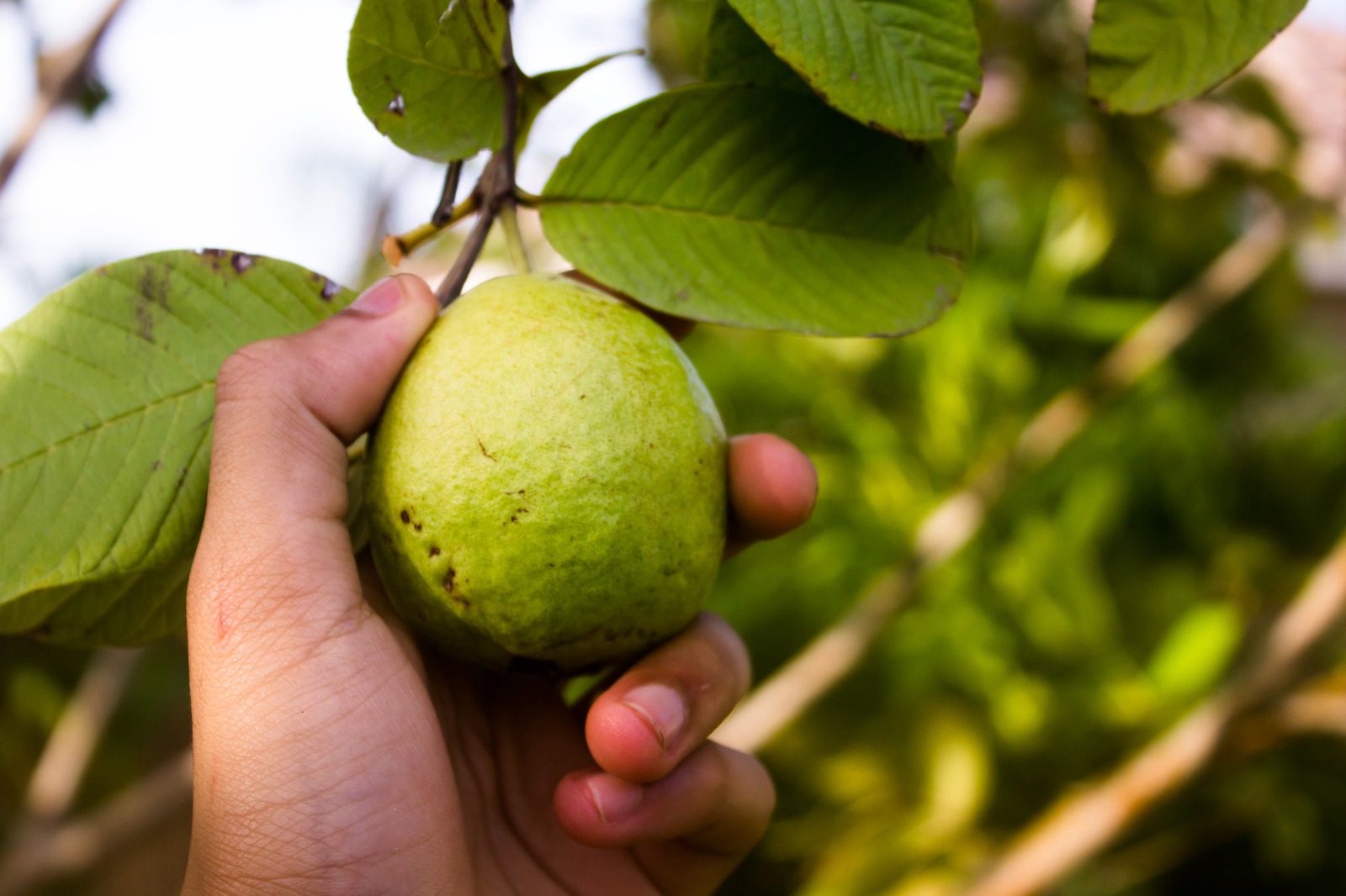 Ketahui Manfaat Lain Daun Jambu Biji, Selain Untuk Pencernaan!