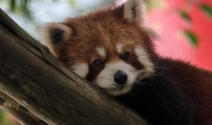 Panda Merah Lebih Tua dari Giant Panda, Statusnya "Endangered"