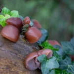 Masuk Dalam Jenis Jelly Fungi, Berikut Ini Manfaat Dari Jamur Kuping!