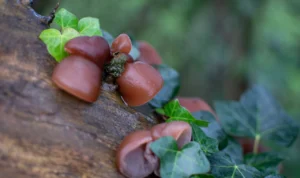 Masuk Dalam Jenis Jelly Fungi, Berikut Ini Manfaat Dari Jamur Kuping!