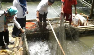 Ilustrasi: Sektor ikan di Sumedang tidak mengalami pengaruh selama musim kemarau.
