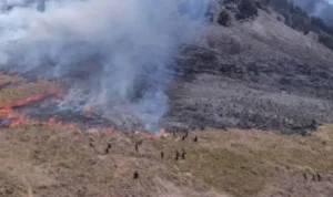 Penyelidikan Kebakaran di Bromo Diambil Alih oleh Polda Jawa Timur (Istimewa)