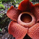 Habitat Flora Bunga Rafflesia di Ambang Kepunahan Akibat Ulah Manusia