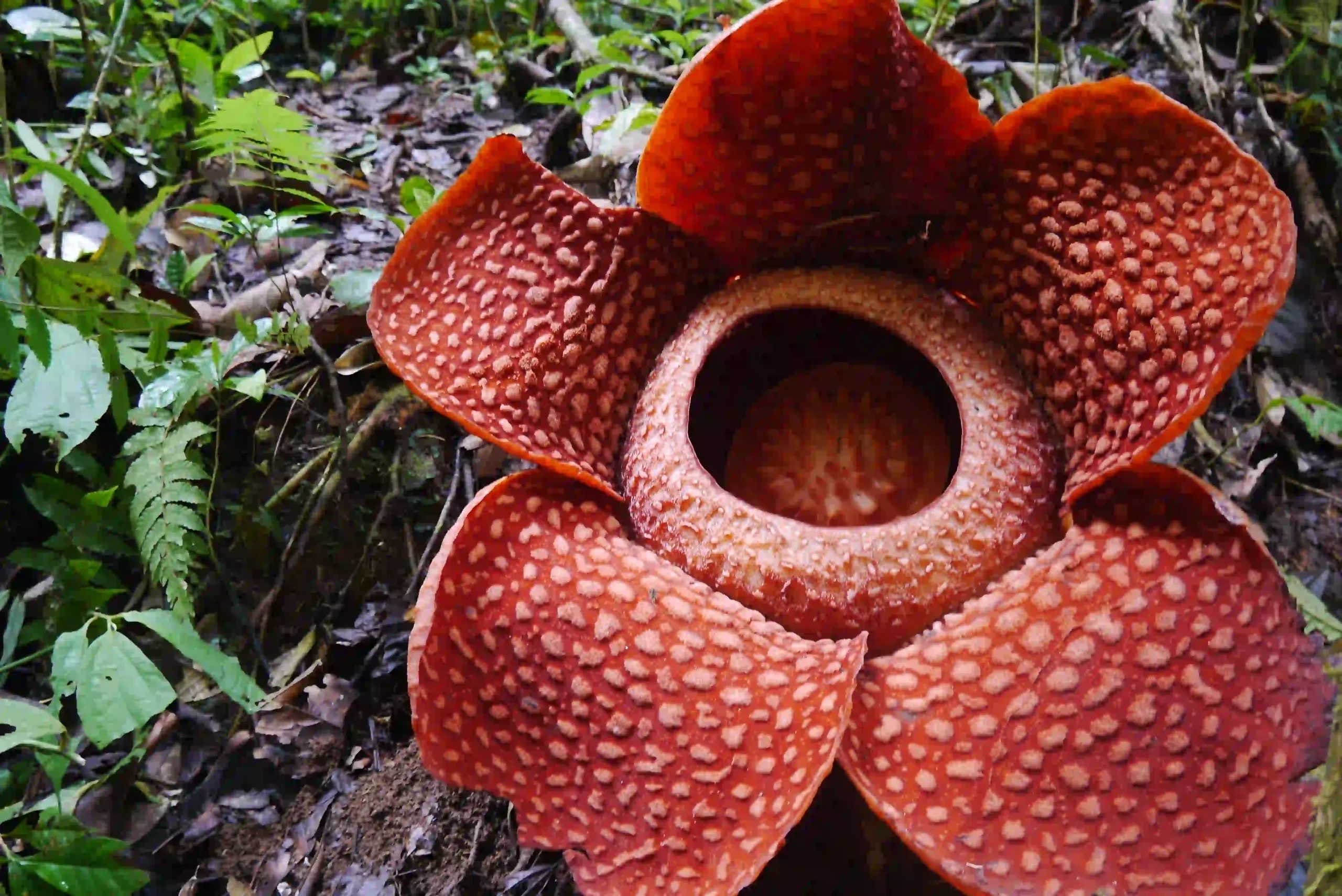 Habitat Flora Bunga Rafflesia di Ambang Kepunahan Akibat Ulah Manusia