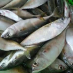 Ikan Kembung, Si Sumber Nutrisi Super untuk Si Keci!
