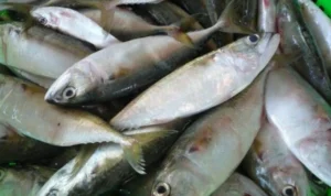Ikan Kembung, Si Sumber Nutrisi Super untuk Si Keci!