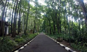 Menghirup Udara Segar Bandung, Ini 3 Rekomendasi Tempat Olahraga di Alam
