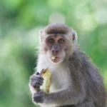 India Terapkan Solusi Unik: 'Manusia Lutung' Diandalkan untuk Mengusir Monyet di KTT G20