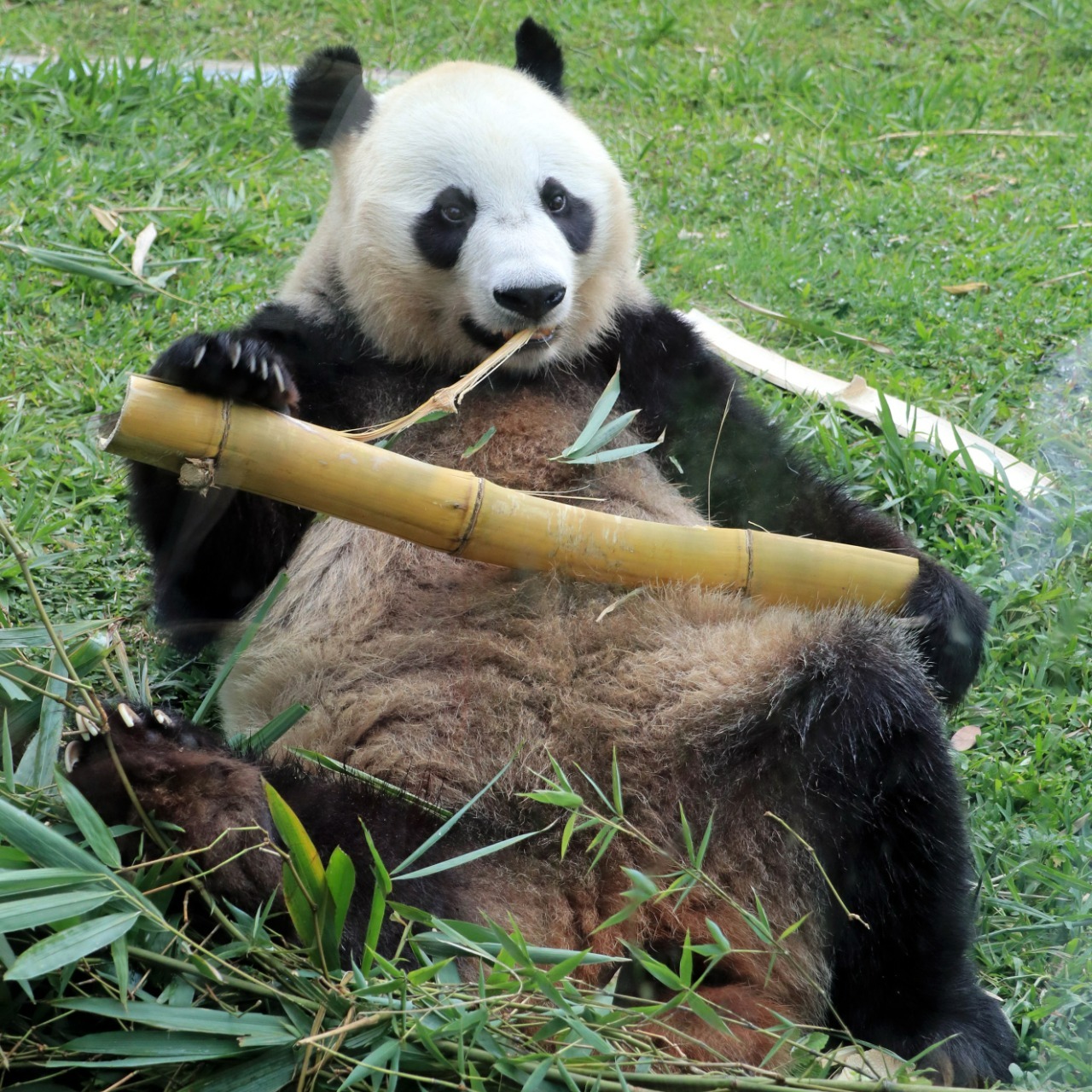 Digelar Sampai 1 Oktober 2023, Peringatan Anniversary Panda Day di Taman Safari Bogor Disambut Meriah