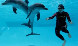 Rasakan Sensasi Seru Swimming With Dolphin di Taman Safari Bogor