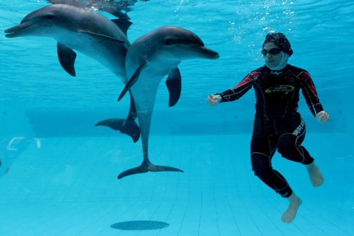 Rasakan Sensasi Seru Swimming With Dolphin di Taman Safari Bogor