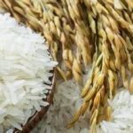 ILUSTRASI : Penyebab harga beras naik. (Freepik)