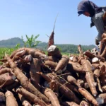 Ilustrasi: Petani di Bogor sedang memanen singkong