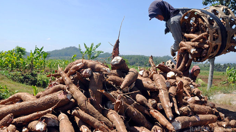 Ilustrasi: Petani di Bogor sedang memanen singkong