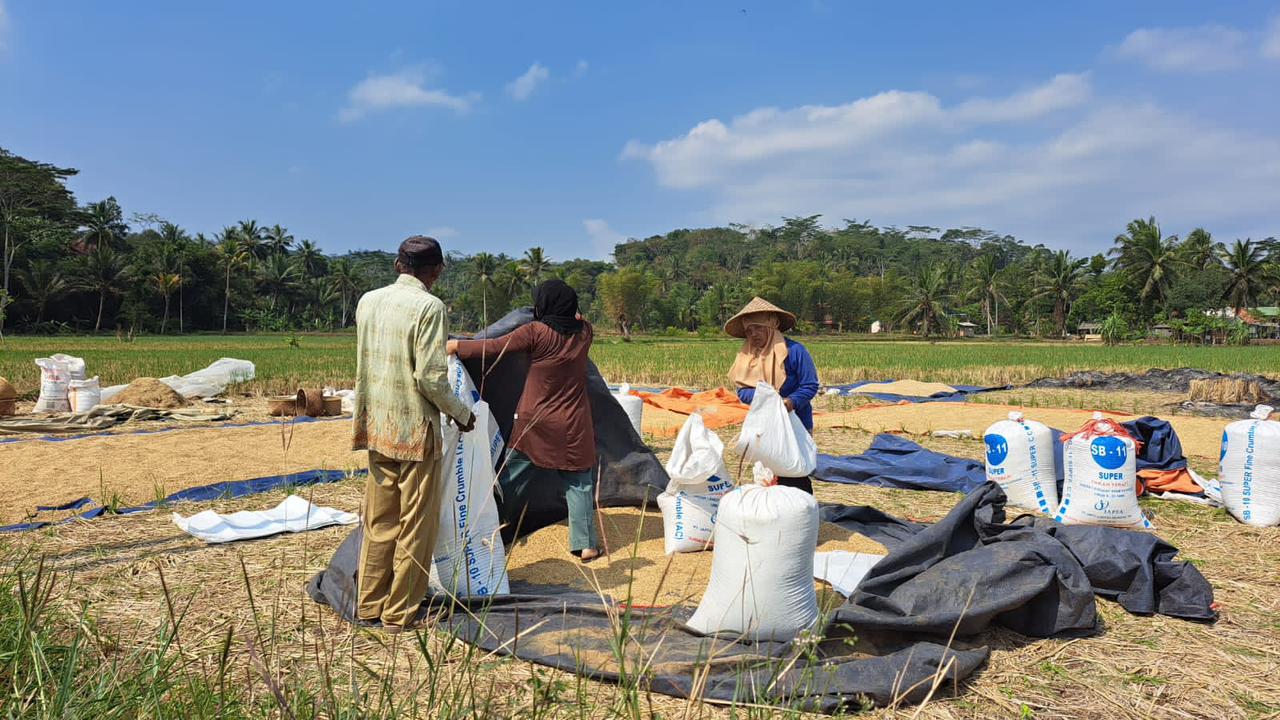 Petani di Kecamatan Rancah Kabupaten Ciamis Jawa Barat saat panen padi baru-baru ini. Sementara Perum Bulog kesulitan menyerap beras petani karena jumlah produksi menurun dan harga beras di petani mahal. (FOTO:CECEP HERDI/JABAREKSPRES)