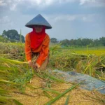 Ribuan Hektare Lahan Pertanian Dilanda Kekeringan, DPKP Sebut Tidak Alami Gagal Panen
