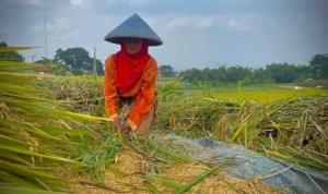 Ribuan Hektare Lahan Pertanian Dilanda Kekeringan, DPKP Sebut Tidak Alami Gagal Panen
