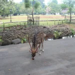 Penampakan rusa di Istana Bogor.