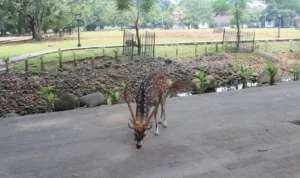 Penampakan rusa di Istana Bogor.