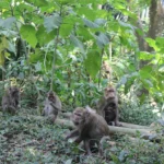 Ilustrasi: Monyet liar di Kota Depok.