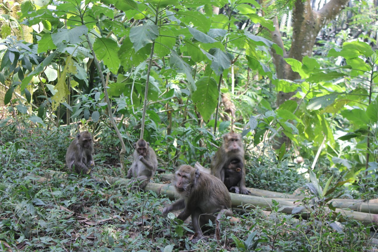 Ilustrasi: Monyet liar di Kota Depok.