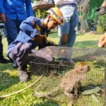 Damkar Kota Depok berhasil mengamankan satu monyet liar yang masuk ke pemukiman warga.