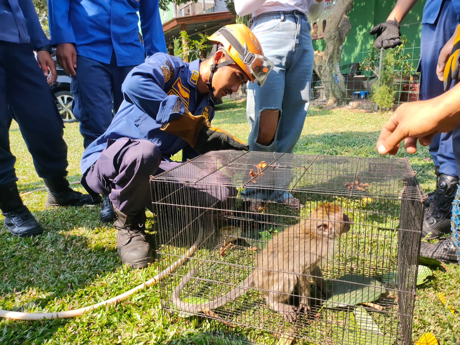 Damkar Kota Depok berhasil mengamankan satu monyet liar yang masuk ke pemukiman warga.