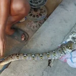Caption Video Tangkapan layar penangkapan ular di Desa Banjarwangunan, Kecamatan Depok, Kabupaten Cirebon. (tangkapan layar)