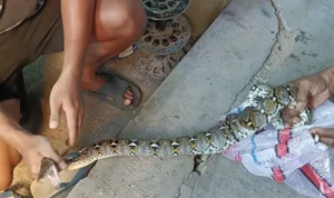 Caption Video Tangkapan layar penangkapan ular di Desa Banjarwangunan, Kecamatan Depok, Kabupaten Cirebon. (tangkapan layar)