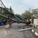Pohon tumbang di kawasan Jembatan Cinta, Kelurahan Cigondewah Rahayu, Kecamatan Bandung Kulon, Kota Bandung, pada Rabu (25/10) kemarin.