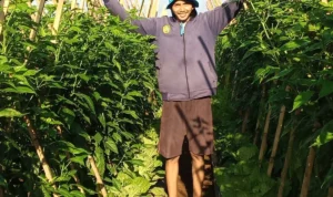 Harga Cabai Rawit Merah di Sukabumi Melonjak Tinggi, Petani Ungkap Penyebabnya