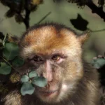 Kasus Cacar Monyet Muncul di Kota Bandung, Ini Respons dari Dinkes!
