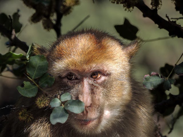 Kasus Cacar Monyet Muncul di Kota Bandung, Ini Respons dari Dinkes!
