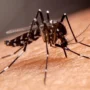 Ilustrasi: Nyamuk penyebar DBD, Aedes aegypti.