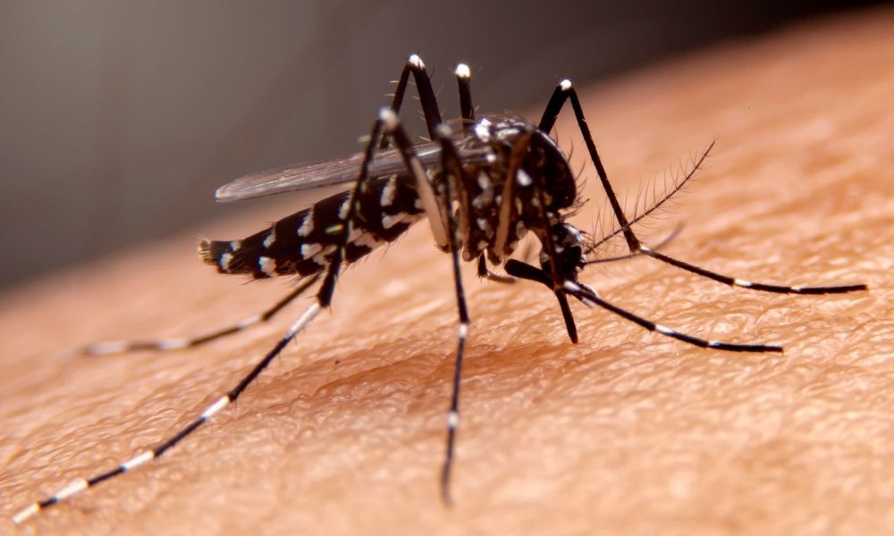 Ilustrasi: Nyamuk penyebar DBD, Aedes aegypti.