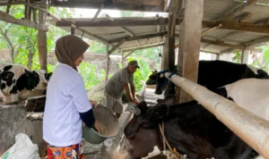 Ganjar Muda Padjajaran (GMP) memberikan penyuluhan pemanfaatan potensi peternakan kepada warga di RT3/3 Kampung Gunung, Desa Tonjong, Kecamatan Tajurhalang, Kabupaten Bogor, Sabtu 11 November 2023.