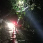 Hujan Deras Guyur Sukabumi, Pohon 25 Meter Tumbang Timpa Kabel Listrik / BPBD Sukabumi