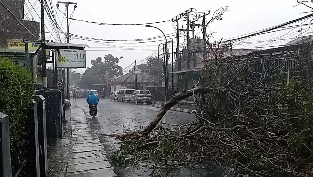 Ilustrasi: Pohon tumbang akibat cuaca ekstrem di Bogor.